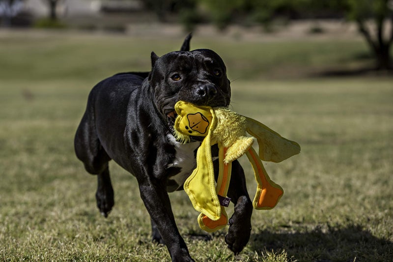 Multipet 43324-1 Skele-Ropes Animals Toy, Rabbit, 15", White - Image 2